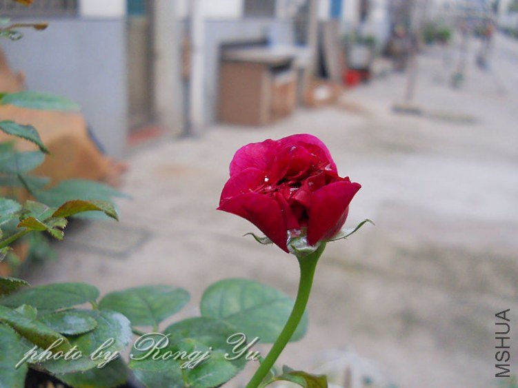 SB2000.jpg