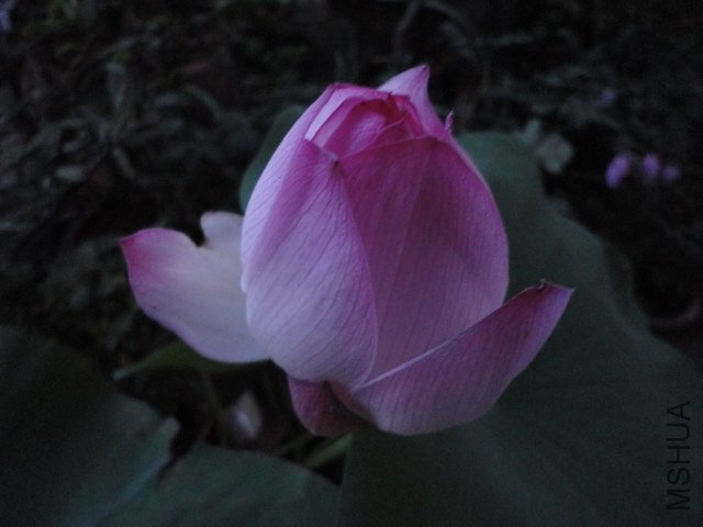 DSC01067.JPG