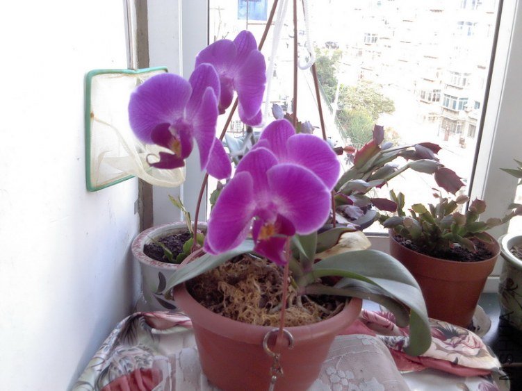 IMG_20120624_175004.jpg