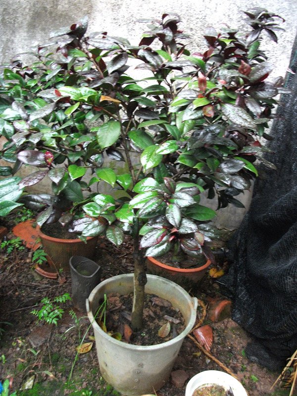 ����ջ�����