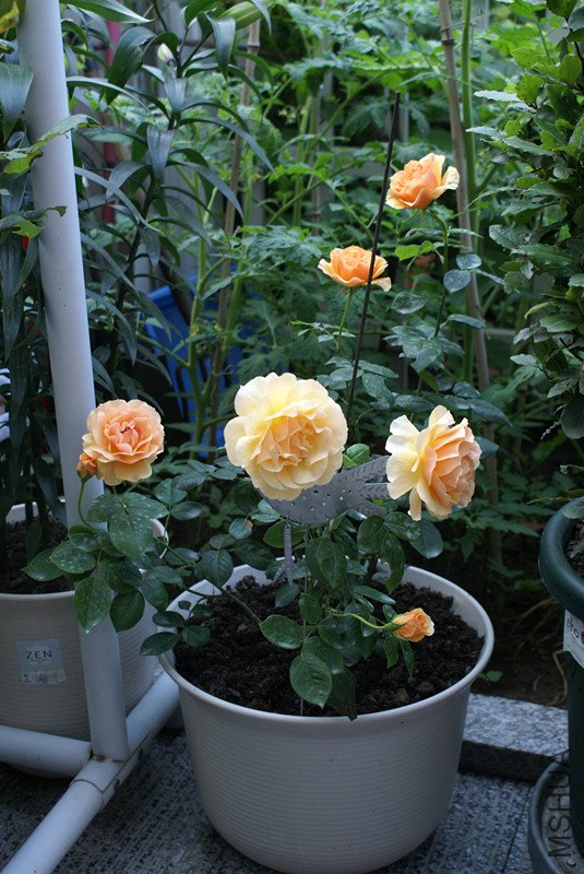 DSC05970_����.jpg