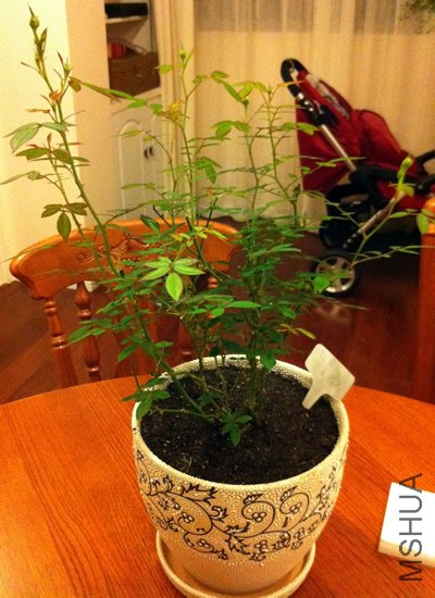 ����õ��(��ʯõ�� ����Ħ��)20120623.jpg