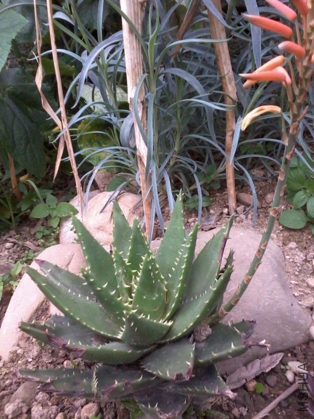 2012-06-24 19.45.24.jpg