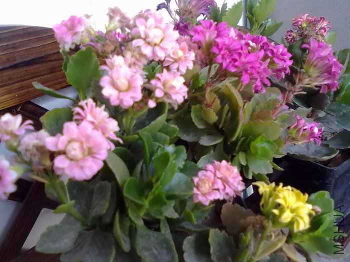 201205061336.jpg