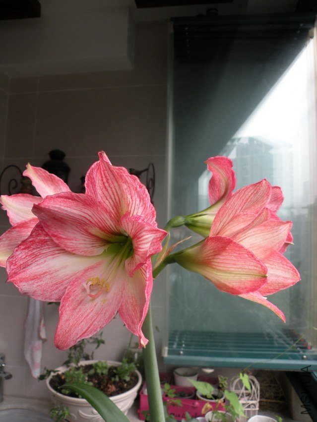 DSCN5614С.jpg