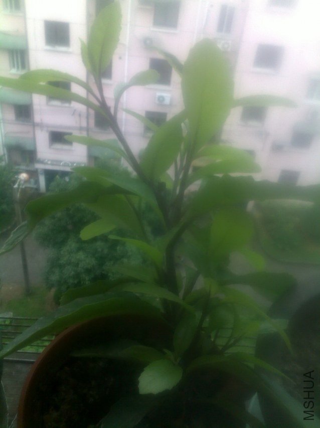 20120626266.jpg