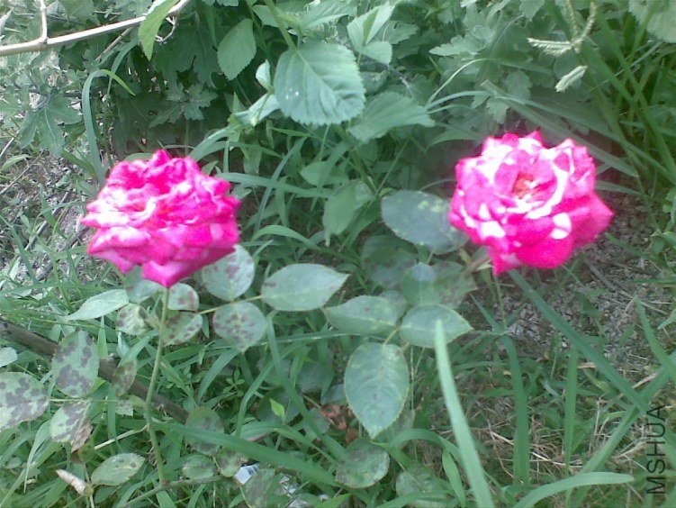 20120623(004).jpg