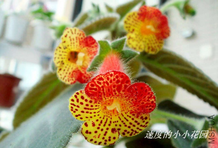 bogetensis3.JPG