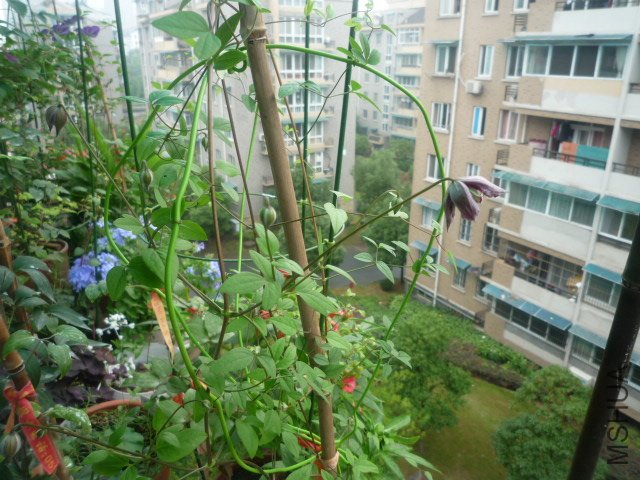 P1050598.JPG