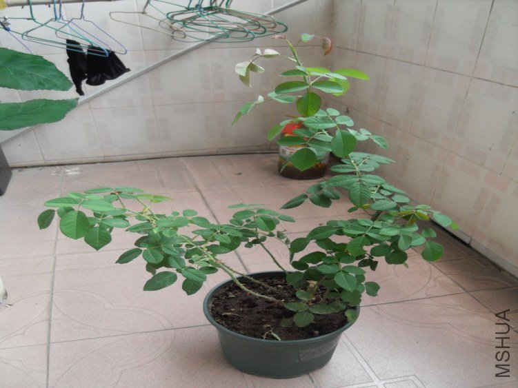 SDC14561.JPG