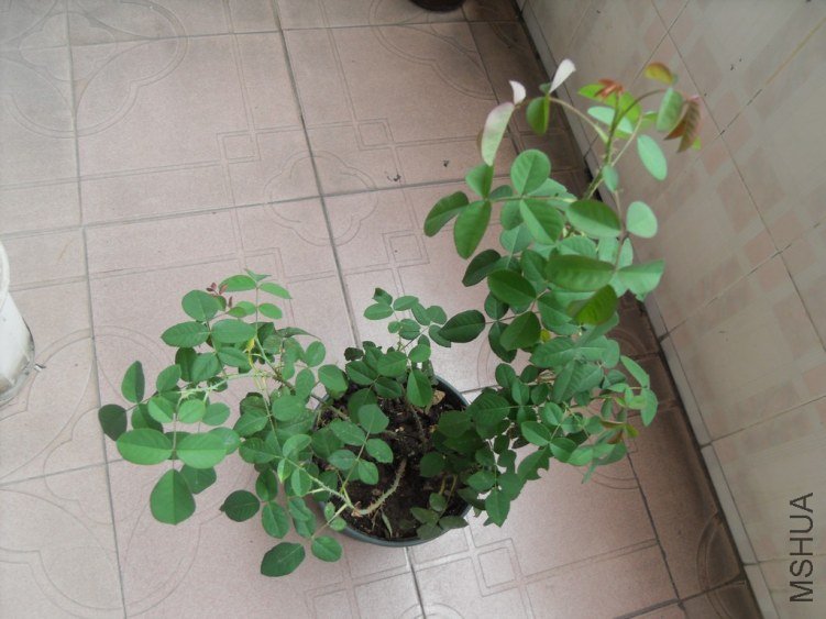 SDC14560.JPG