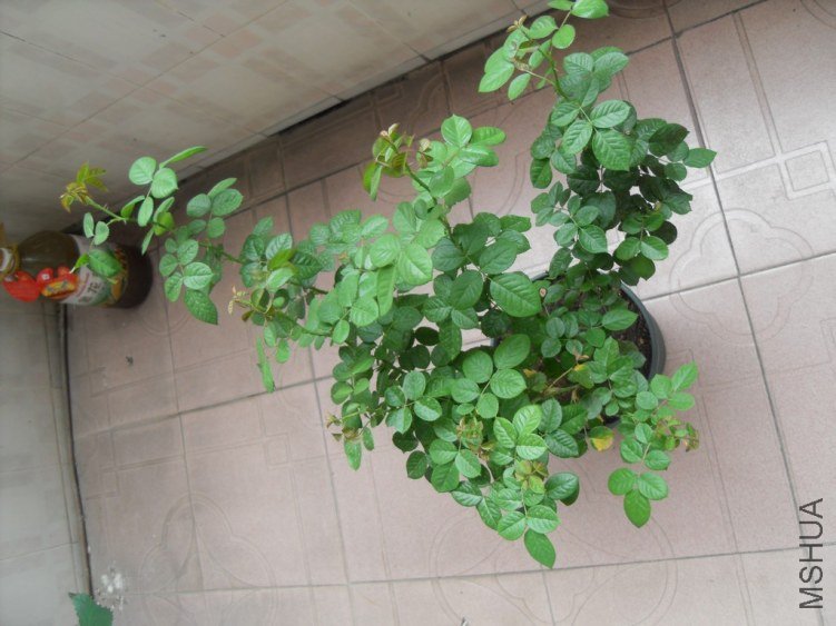 SDC14558.JPG