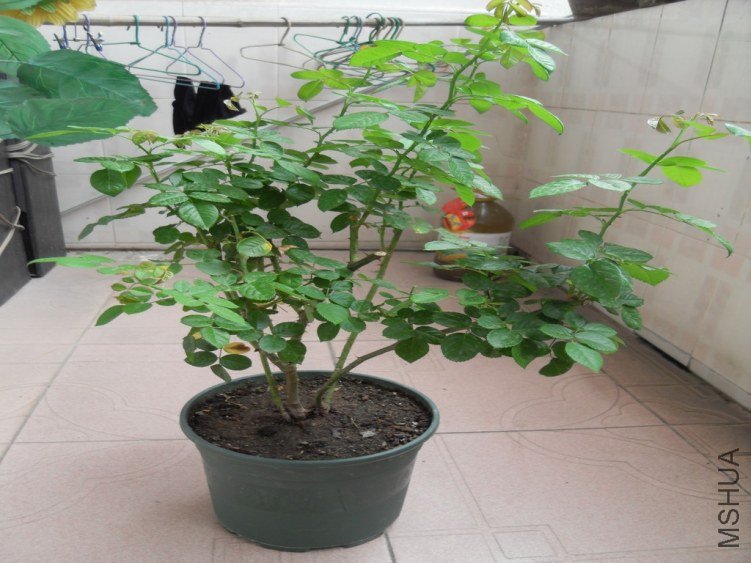 SDC14559.JPG