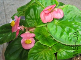 ��Ƭ 009.jpg