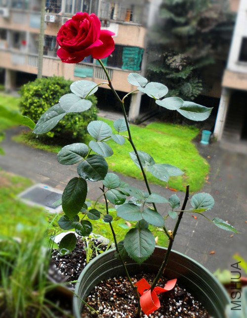 2�·�HY������磬������