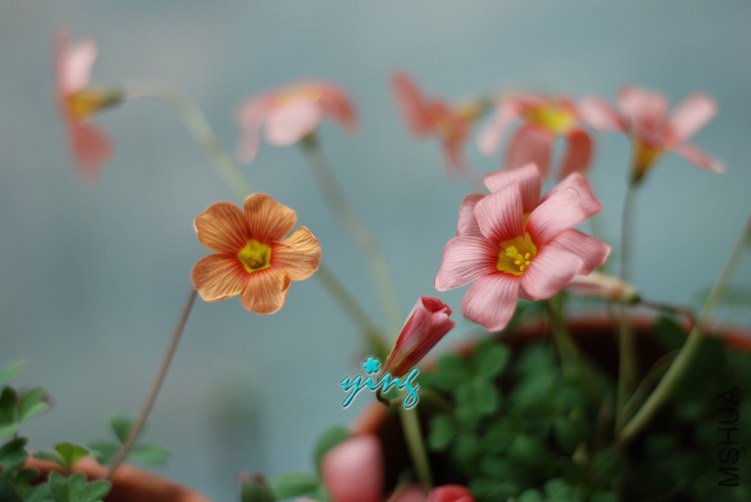 high orange&oxalis obtusa carol.JPG