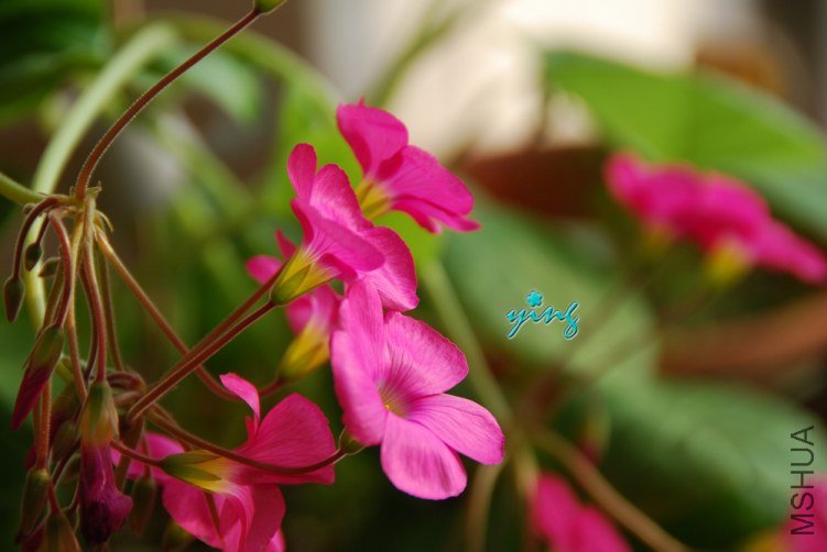 oxalis bowiei ���0.JPG