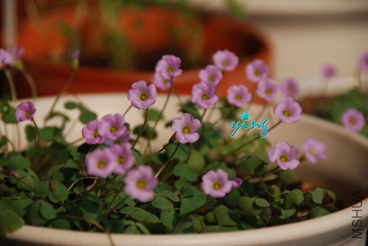 oxalis first love.jpg