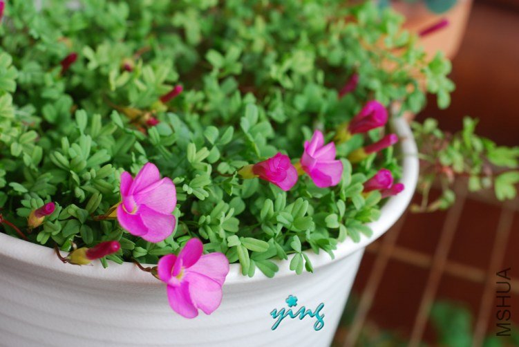 Oxalis glabra ��֮��.jpg