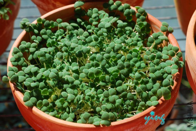 oxalis inaequalis����0.jpg