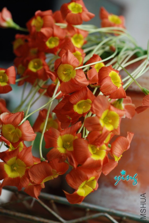 oxalis inaequalis����1.jpg