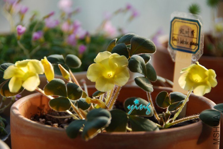 oxalis luteola glauca��Ҷ��0.jpg