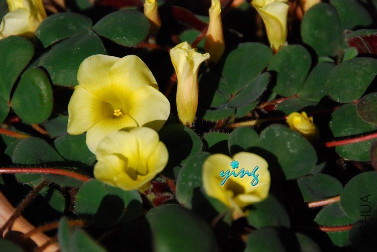 oxalis luteola glauca��Ҷ��1.jpg