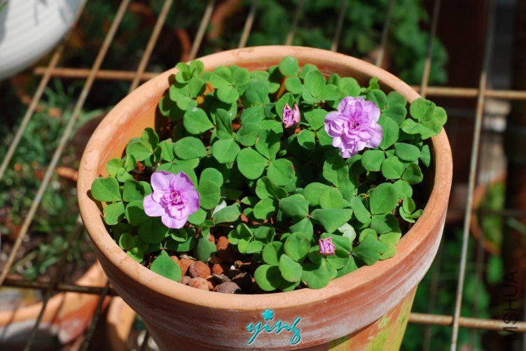 oxalis nidulans pom-pom0.jpg