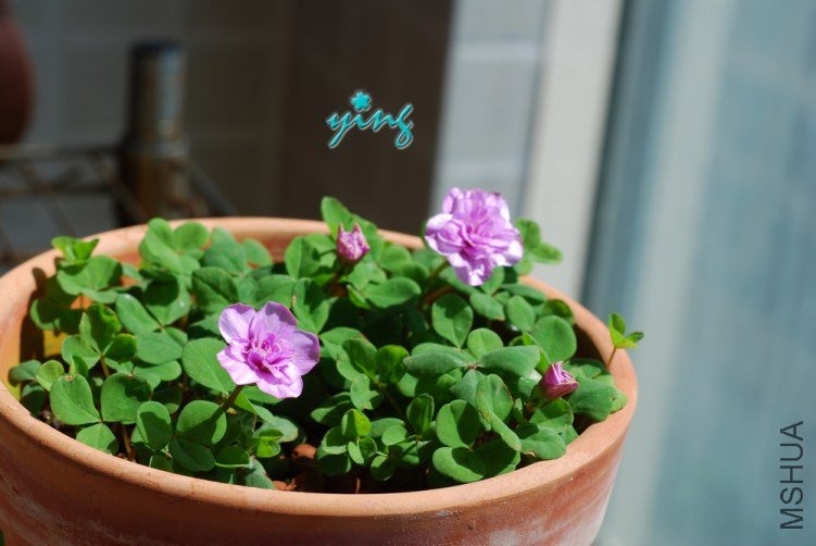 oxalis nidulans pom-pom1.jpg