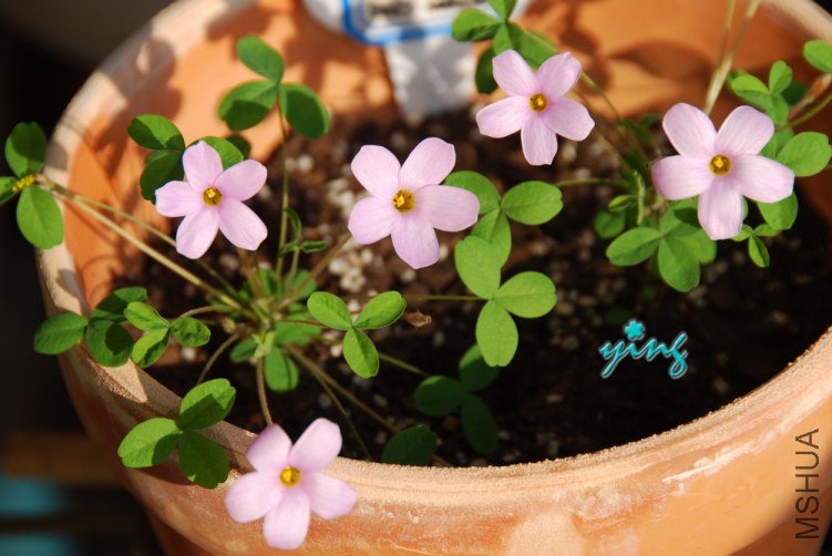 oxalis nidulans����0.jpg