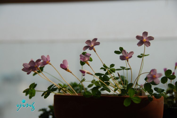 oxalis nidulans����1.jpg