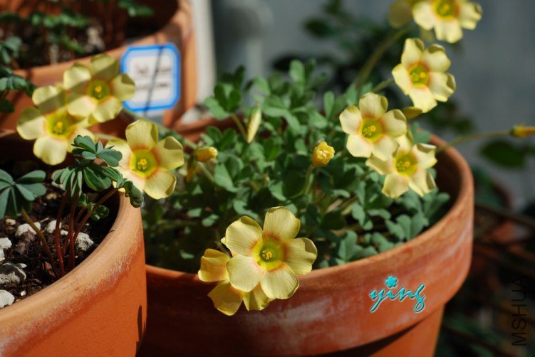 oxalis obtusa apricot cream0.jpg