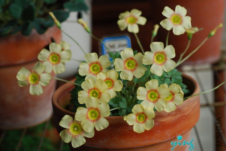 oxalis obtusa apricot cream1.jpg