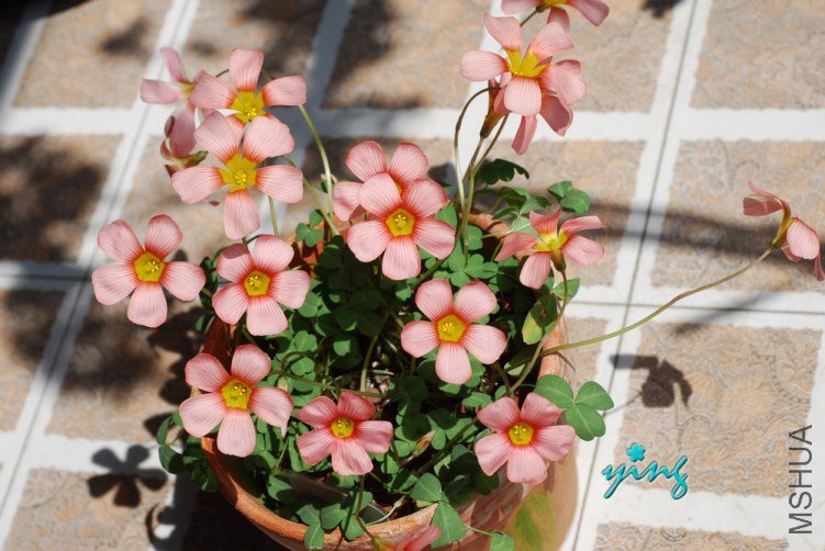 oxalis obtusa carol0.jpg