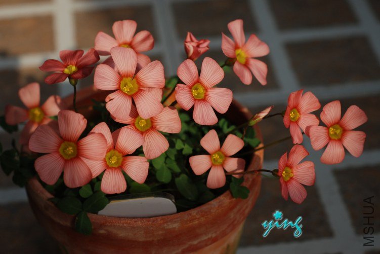 oxalis obtusa carol2.jpg