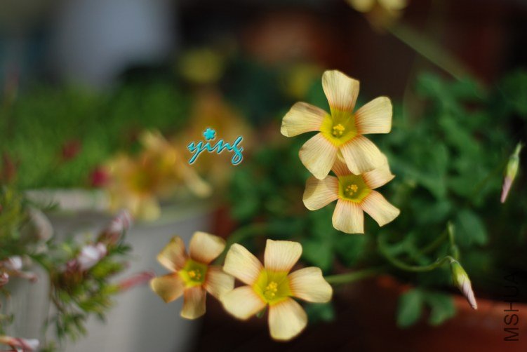 Oxalis obtusa pale tangerine0.jpg