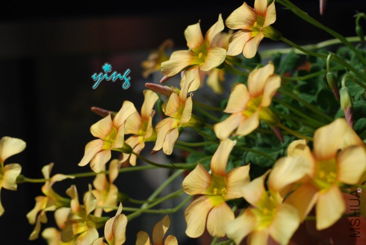 Oxalis obtusa pale tangerine1.jpg