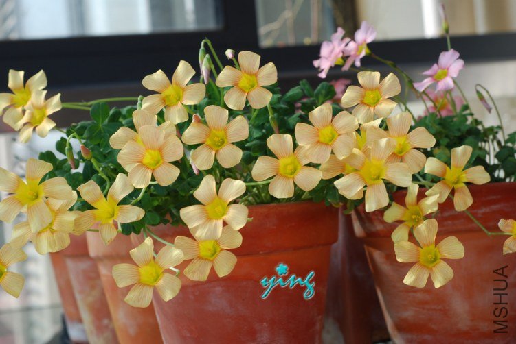 Oxalis obtusa pale tangerine2.jpg