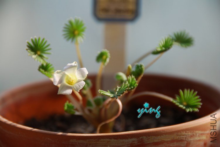 Oxalis palmifr** �����0.jpg