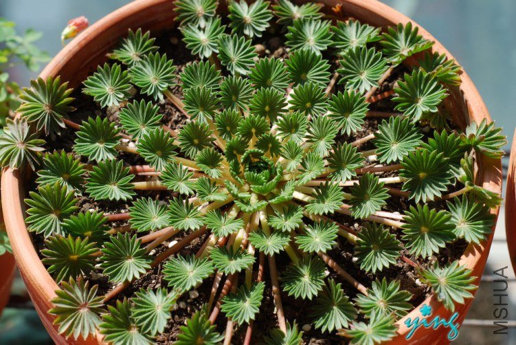 Oxalis palmifr** �����1.jpg
