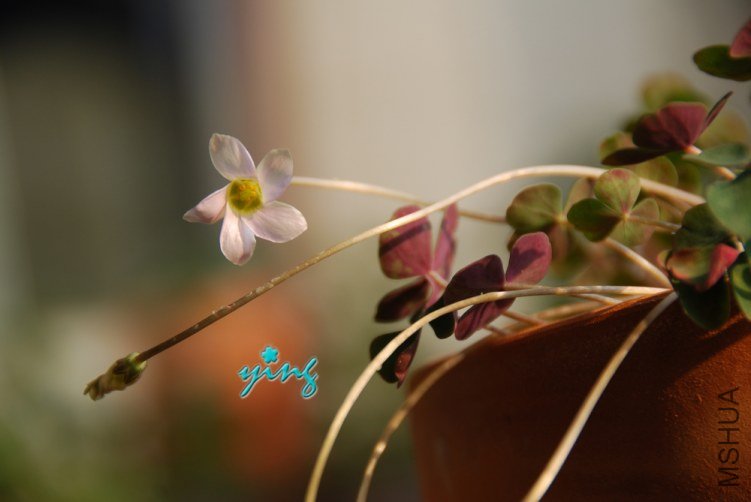 Oxalis pocockiae.jpg