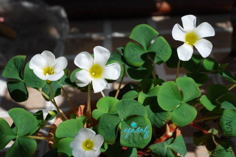 oxalis purpurea white0.jpg