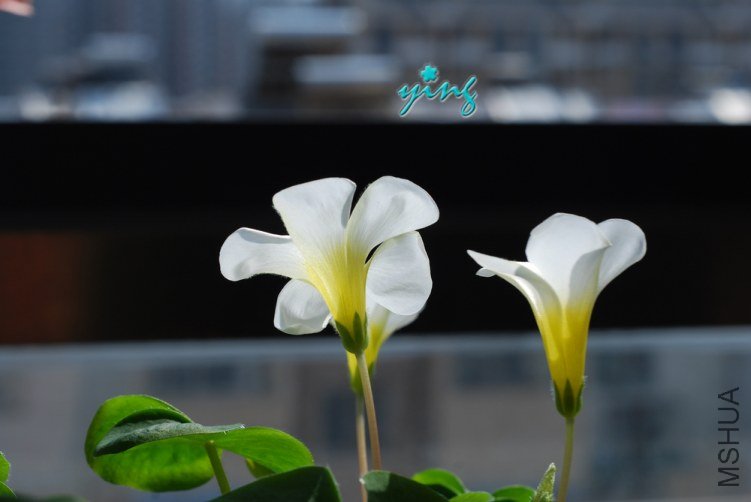oxalis purpurea white1.jpg