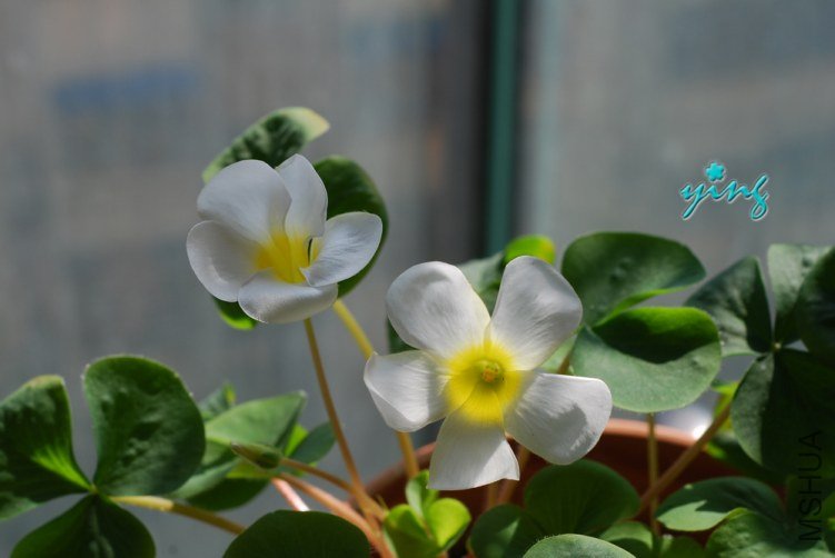 oxalis purpurea white2.jpg