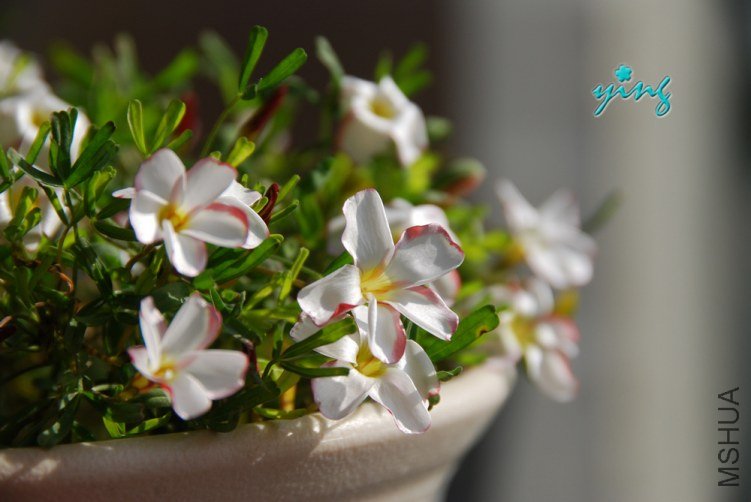 Oxalis versicolor˫ɫ0.jpg