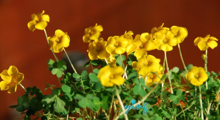 oxlais lobata�ƻ�����Ҷ0.jpg