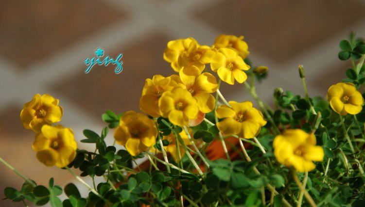 oxlais lobata�ƻ�����Ҷ1.jpg