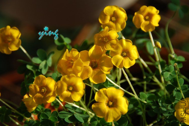 oxlais lobata�ƻ�����Ҷ2.jpg
