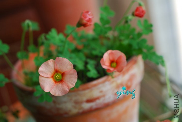 spring charm orange0.jpg