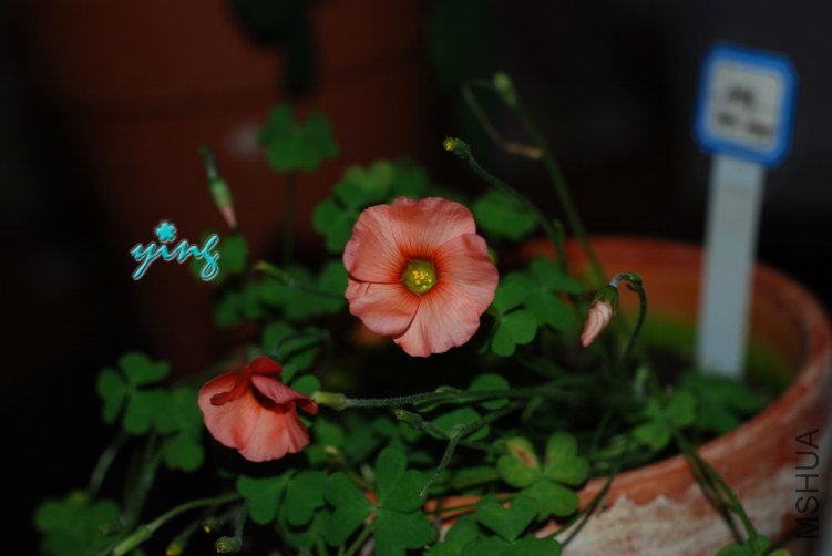 spring charm orange1.jpg